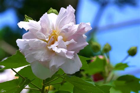 醉芙蓉種植